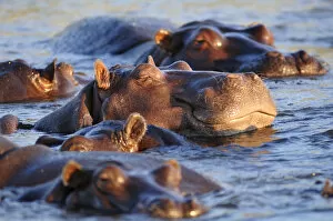 Images Dated 16th November 2012: Hippo in Chobe River, Chobe National Park, Botswana, Africa