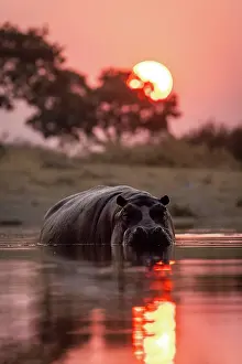 Hippo Prints: Hippo coming out of the water at sunset, Moremi Game Reserve, Okavango Delta, Botswana