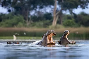 Images Dated 17th June 2020: Hippo displays, Moremi Game Reserve, Okavango Delta, Botswana