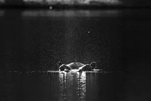 B And Prints: Hippo head with water spray, Chobe River, Chobe National Park, Botswana