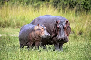 Equator Collection: Hippo (Hippopotamus amphibius), Murchison Falls national park, Uganda, East Africa