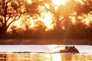 Hippo Prints: Hippo, Okavango Delta, Botswana