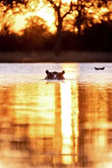 Images Dated 16th September 2022: Hippo, Okavango Delta, Botswana