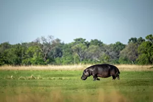 Images Dated 16th December 2022: Hippo, Okavango Delta, Botswana
