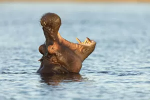 Images Dated 4th January 2021: Hippopotamas (Hippopotamus amphibius), Chobe River, Botswana, Africa