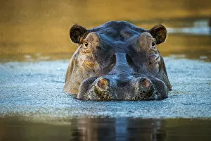 Images Dated 16th February 2022: Hippopotamus in the Chongwe River, Lower Zambezi National Park, Zambia