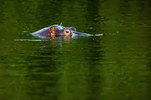 Hippopotamus in Chongwe River, Lower Zambezi National Park, Zambia