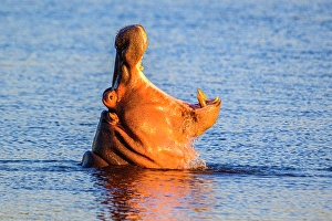 Fresh Water Prints: Hippopotamus (Hippopotamus amphibius)