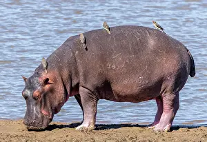 Zambia Prints: Hippopotamus with Oxpeckers on its back