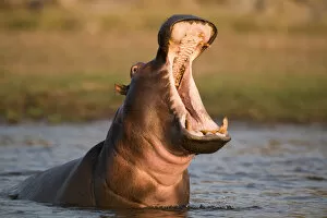 Images Dated 2nd August 2013: Hippopotamus yawning in waterhole, Ruaha, Tanzania