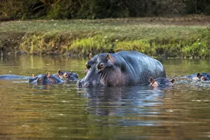 Zambia Gallery: Hippopotamuse in the Chongwe River, Lower Zambezi National Park, Zambia