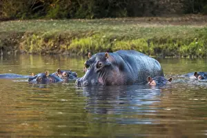 Hippo Prints: Hippopotamuse in the Chongwe River, Lower Zambezi National Park, Zambia