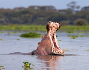 Hippo Prints: Hippos (Hippopotamus amphibius), Lake Naivasha, Nakuru County, Kenya