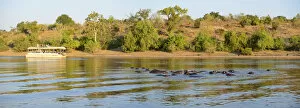 Images Dated 16th November 2012: Hippos and tour boat, hippopotamus amphibius, Chobe River, Chobe National Park, near