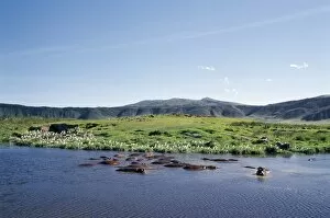 Water Hole Collection: Hippos wallow in a lake in the Ngorongoro Crater