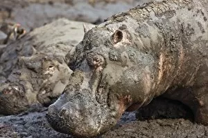 Animal Behaviour Collection: Hippos wallow in mud as the Katuma River