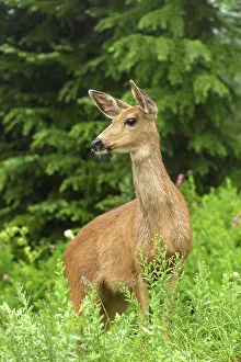 Rainier Prints: Hirschkuh, Deer (cervidae), Nationalpark Mt. Rainier, North West, Washington State, USA