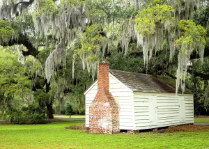 French Quarter Prints: Historic Slave Quarters, Mc Leod Plantation and Live Oak Trees with Spanish Moss