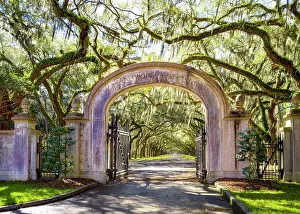 Oaks Prints: Historic Wormsloe Plantation Entrance Savannah, Georgia, USA
