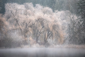 Forests Prints: Hoar forst, Gardom Lake, Shuswap, British Columbia, Canada