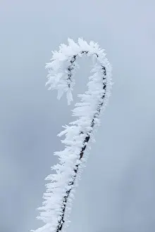 Stirling Prints: Hoar frost on grass beside Carron Valley Reservoir, Stirling, Scotland, UK