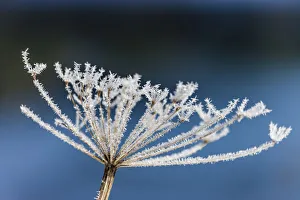 Ramsau Prints: Hoar frost on the Hintersee above Ramsau, Upper Bavaria, Bavaria, Germany