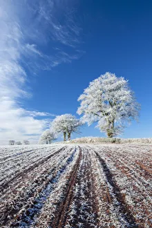 Mid Devon Prints: Hoar frosted farmland and trees in winter time, Bow, Mid Devon, England. Winter
