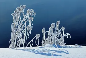 Hoarfrost covered grasses along Jessica Lake Whiteshell Provincial Park, Manitoba, Canada