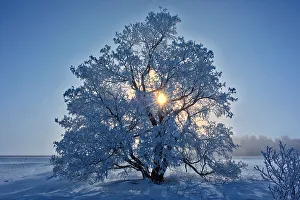 Prairie Province Prints: Hoarfrost covered Manitoba maple tree Dugald, Manitoba, Canada
