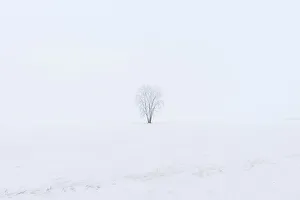 Prairie Province Prints: Hoarfrost covered Plains cottonwood Dugald, Manitoba, Canada