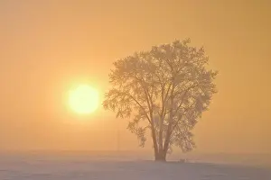 Prairie Province Prints: Hoarfrost covered Plains cottonwood tree in fog at sunrise Dugald, Manitoba, Canada
