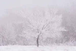 Prairie Province Prints: Hoarfrost covered tree. Birds Hill Provincial Park, Manitoba, Canada