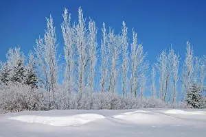 Provinces Prints: Hoarfrost covered trees Birds Hill Provincial Park, Manitoba, Canada