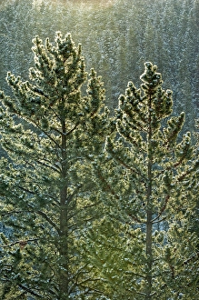 Winter Seasons Prints: Hoarfrost on evergreen trees on Minnewanka Road, Banff National Park, Alberta, Canada