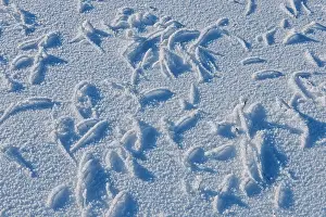 Grasses Prints: Hoarfrost on grasses and snow. Birds Hill Provincial Park, Manitoba, Canada