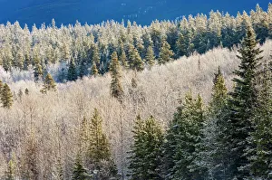 Evergreen Prints: Hoarfrost and snow. Montane Forest. Mt. Robson Provincial Park, British Columbia, Canada