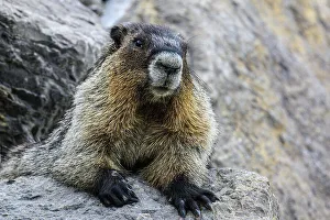 Loafing Prints: Hoary marmot (Marmota caligata), Jasper National Park, Alberta, Canada