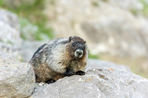 Medicine Lake Prints: The hoary marmot (Marmota caligata) at Medicine Lake