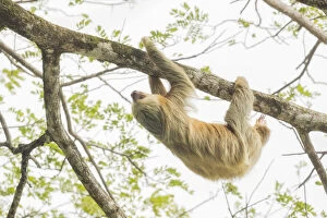 Hoffmann's two-toed sloth (Choloepus hoffmanni), Manuel Antonio National Park