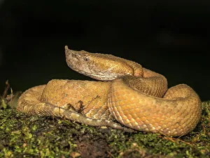 Snake Prints: Hog-nosed pit viper (Porthidium nasutum), Boca Tapada, Alajuela, Costa Rica
