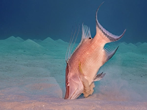 Tropical Fish Prints: Hogfish (Lachnolaimus maximus), Grand Cayman, Cayman Islands, British West Indies