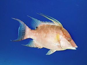 Tropical Fish Prints: Hogfish (Lachnolaimus maximus) initial phase