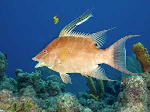 Tropical Fish Prints: Hogfish (Lachnolaimus maximus) initial phase
