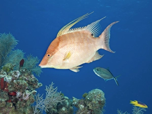 Tropical Fish Prints: Hogfish (Lachnolaimus maximus) initial phase