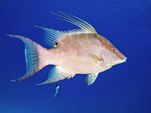Tropical Fish Prints: Hogfish (Lachnolaimus maximus) initial phase