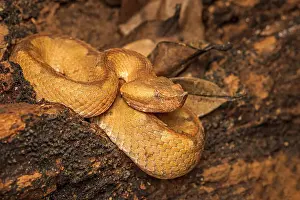 Neotropics Prints: Hognose Pit Viper (Porthidium nasutum), Costa Rica