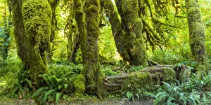 Ferns Prints: Hoh Rain Forest, Olympic National Park, Washington, USA
