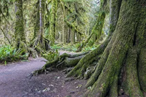 Ferns Prints: Hoh rainforest, Olympic National Park, Washington, USA