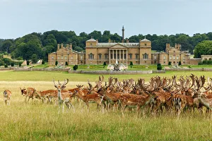 Deer Prints: Holkham Hall, Norfolk, England