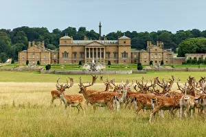 Norfolk Prints: Holkham Hall, Norfolk, England